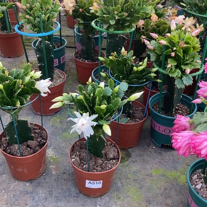 大部分花苞少量开放510嫁接白重