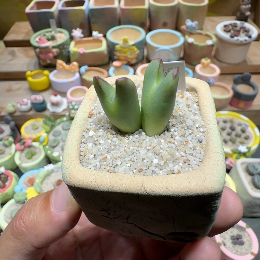 蘑菇1537皮卡丘多肉植物