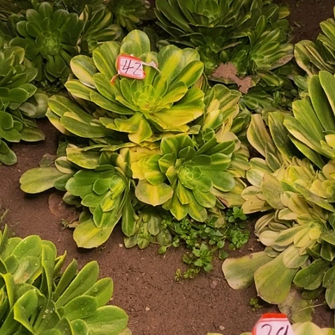 五彩琉璃捧花法师42链接