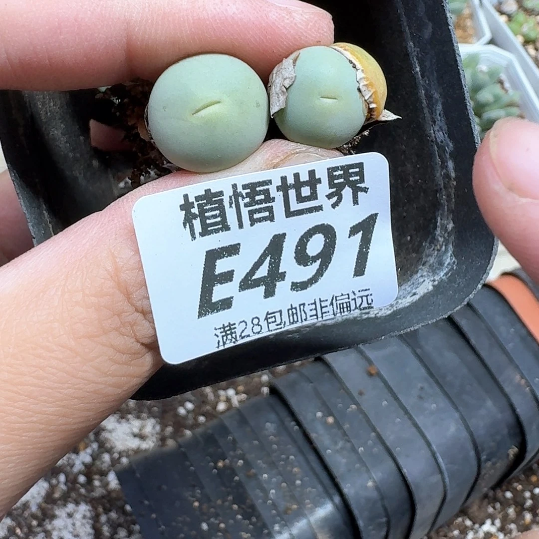 多肉植物的人啊fgh