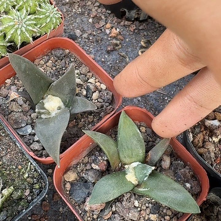 岩牡丹两颗实生仙人球