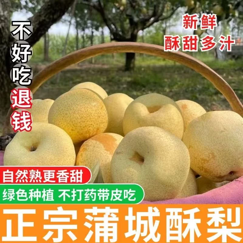 陕西蒲城正宗酥梨薄皮脆甜多汁吃一口流一手当季现摘酥梨