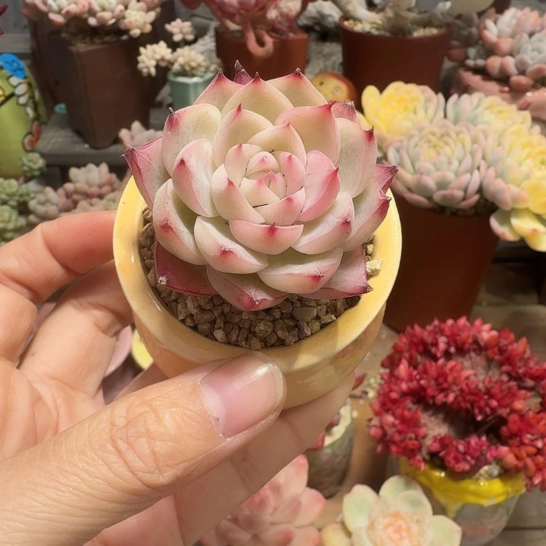 粉水晶女王 多肉含盆土 一物一拍