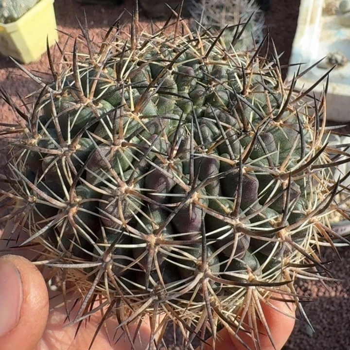 登阳丸无根56666666