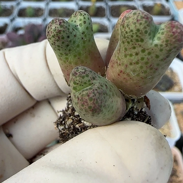 701园艺优选红斑马955