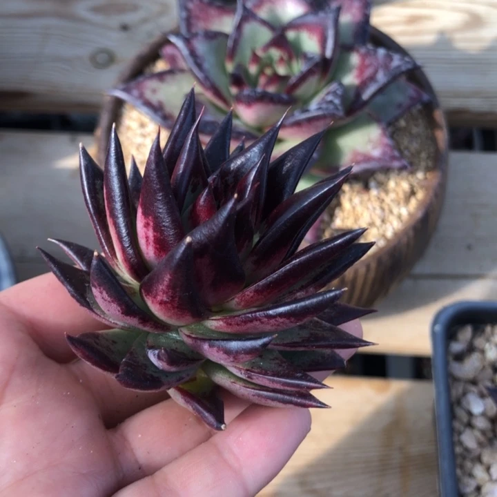 平*平姐0000000000000