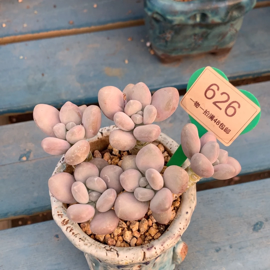 象牙奶无砍平头626