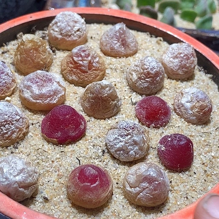 灯泡一组两颗   1厘米以上