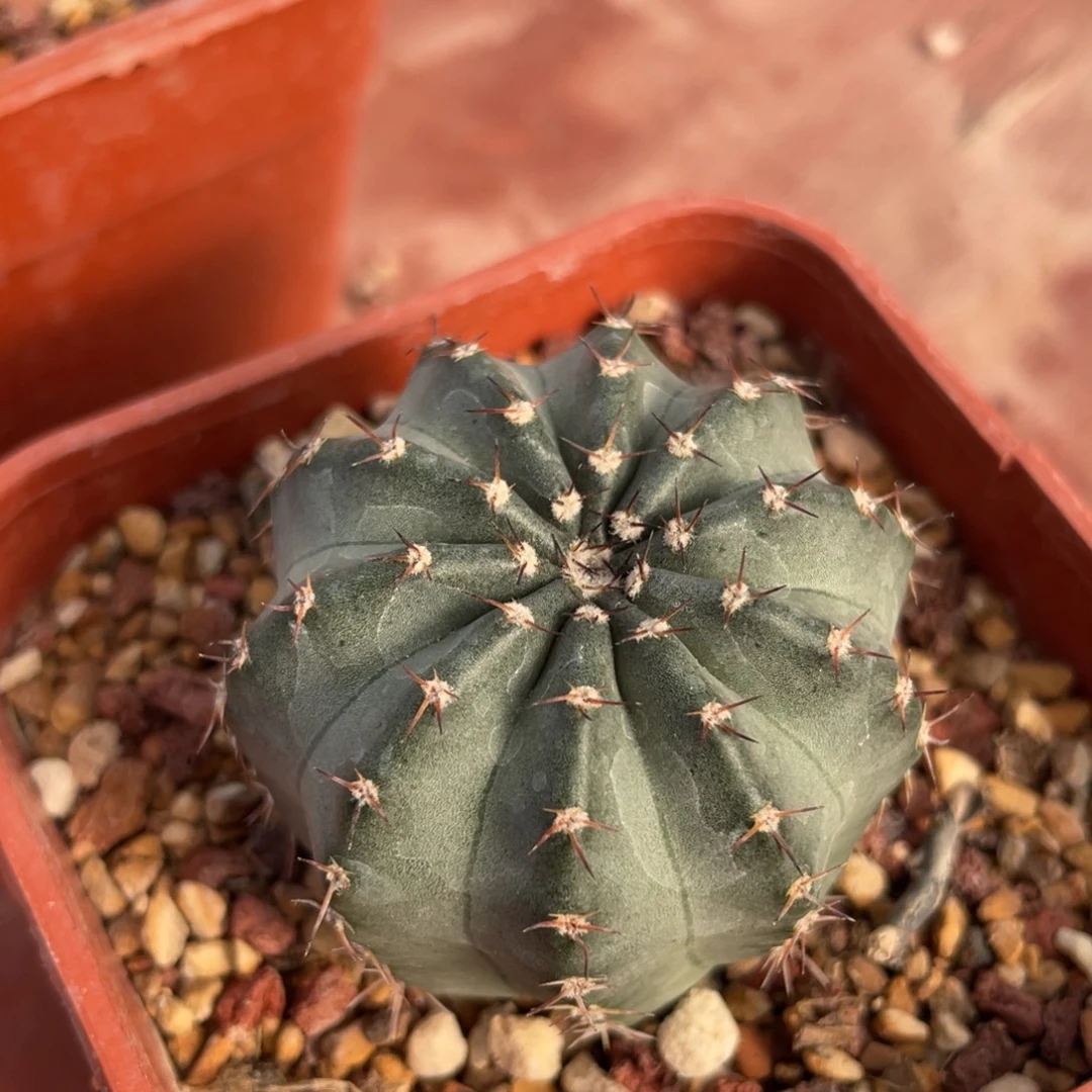 鹿角柱实生仙人球多色明石丸