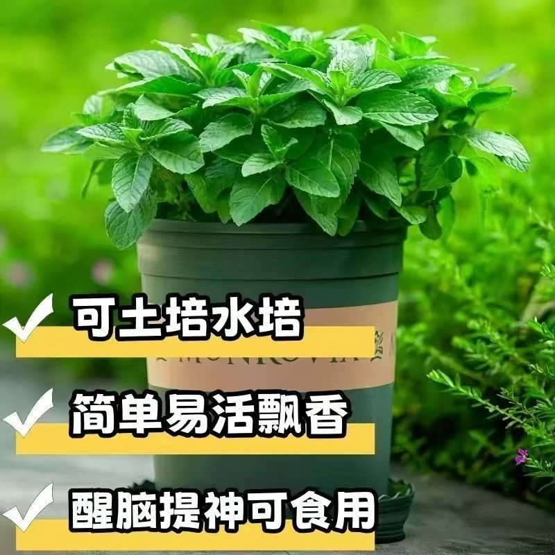 专属福利-可食用薄荷绿植盆栽驱蚊好养绿植