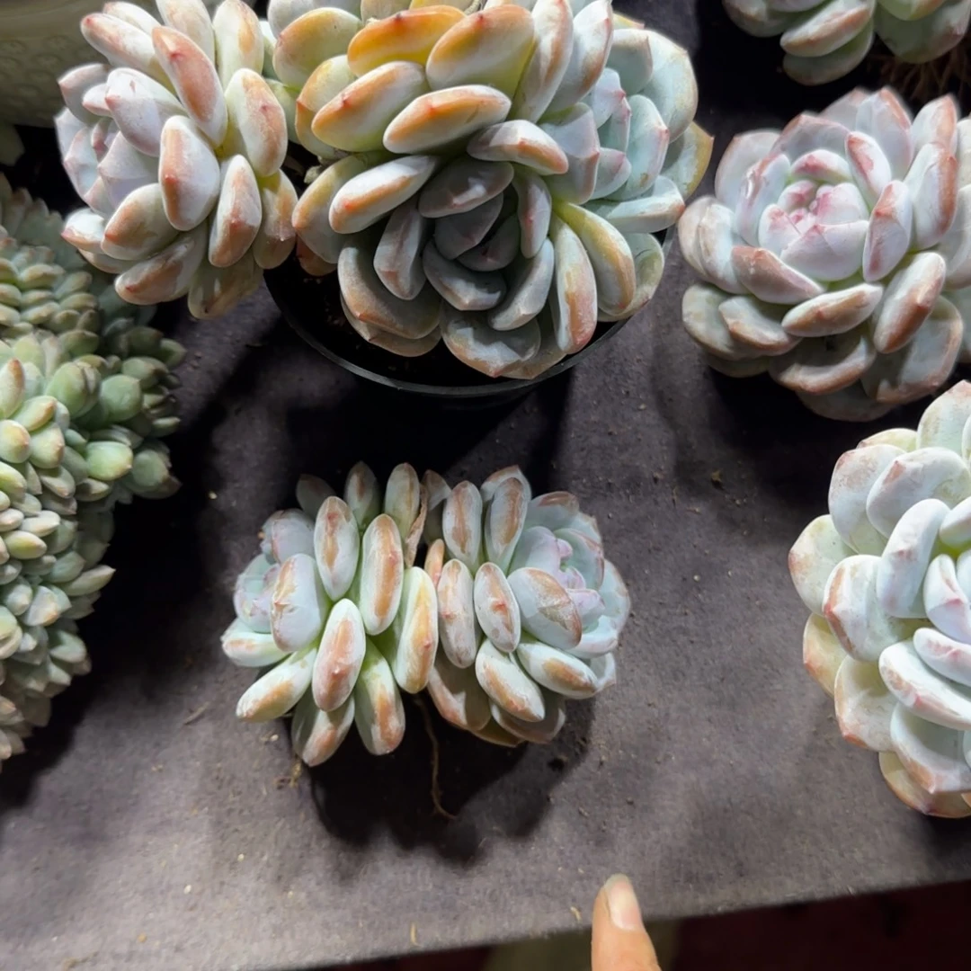 D***宁两颗一起一物一拍石榴籽