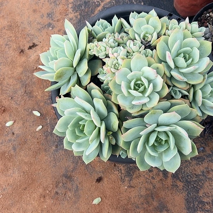 请***己多肉植物实物直播实物230