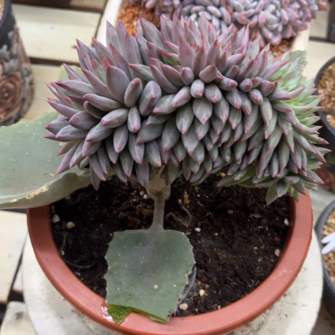 1***一多肉植物多肉植物