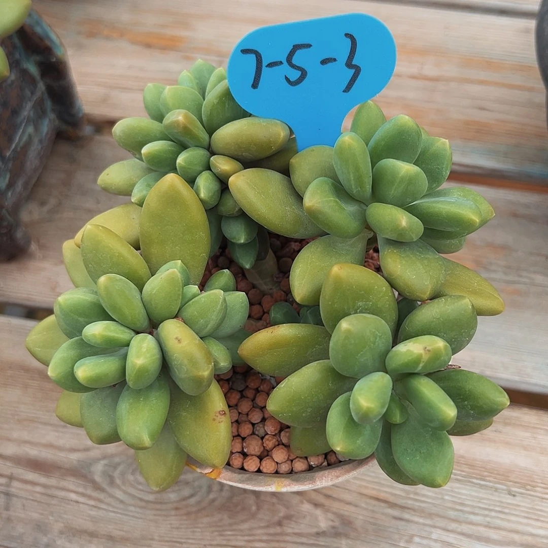 山***栀7-5-03精控芒果奶