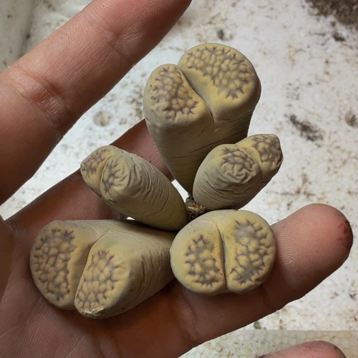 是****。多肉葡萄的季节性85