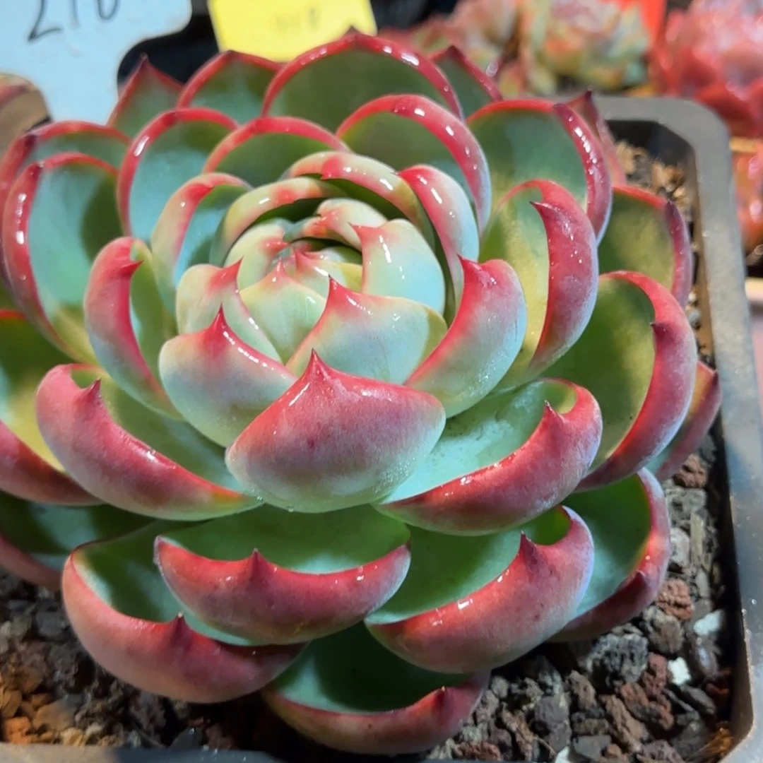 玫瑰惊鸿一物一拍包装收缩花旱216
