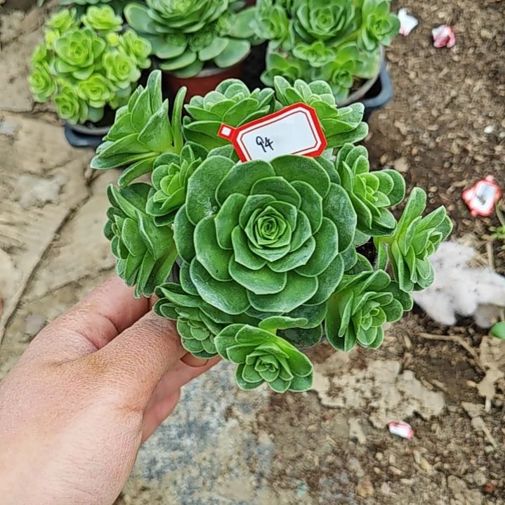 山地玫瑰多肉 94