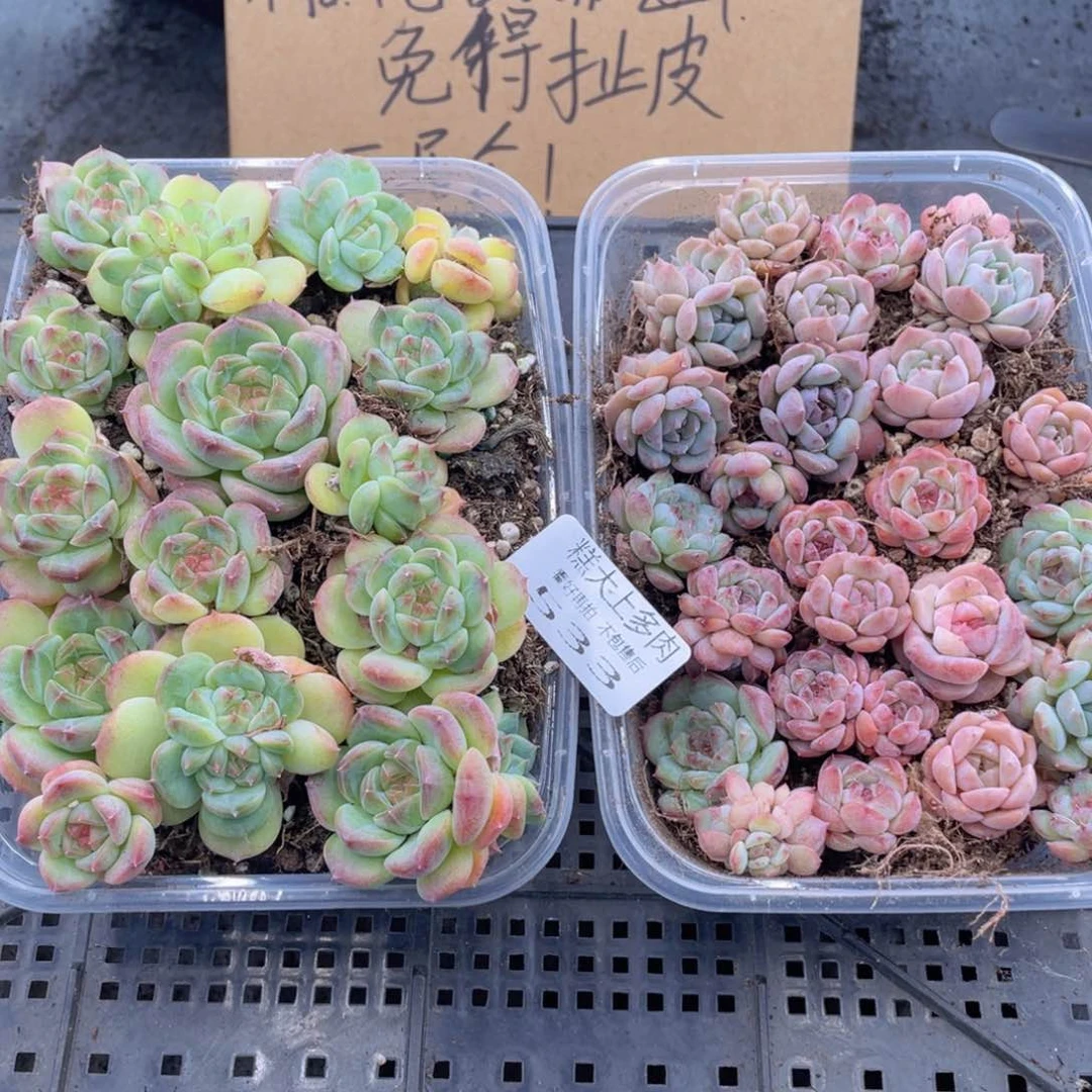 糕大上多肉植物533