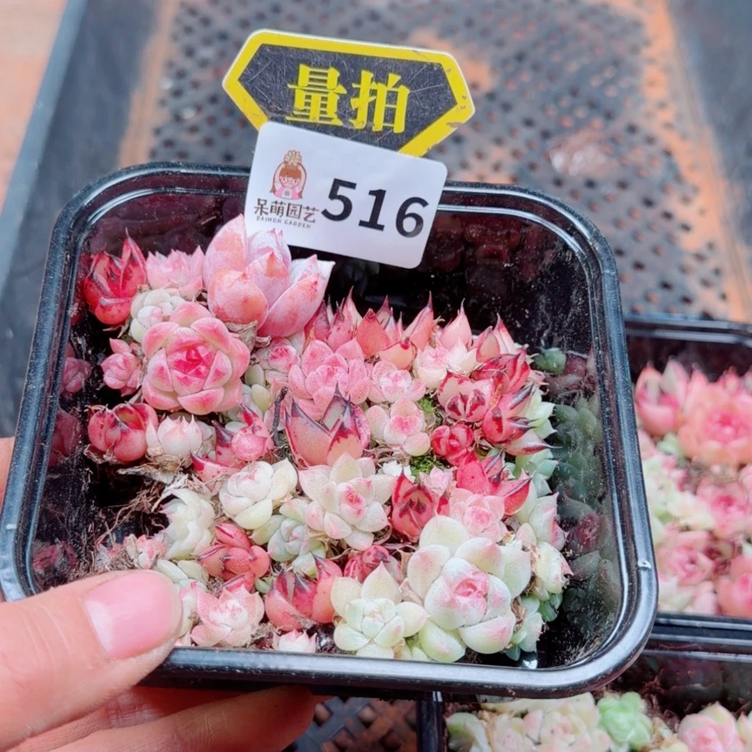 多肉植物多肉植物