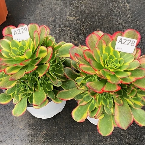 万奶白锦229228脱土发货