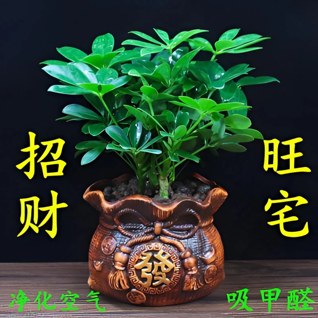 兰怜八方来财 摇钱树 鸭掌木盆栽苗 七叶莲 鹅掌柴苗鸭脚木常青