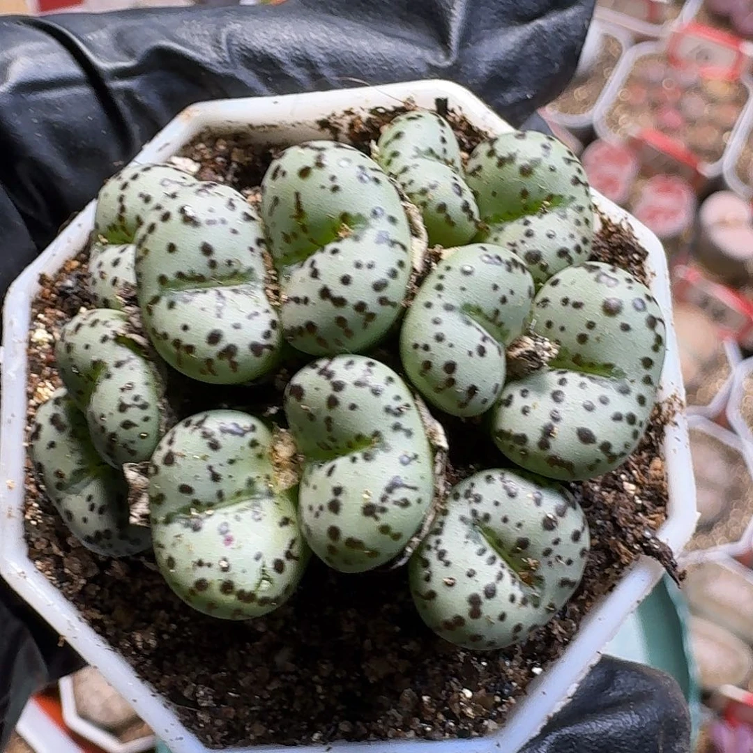 巍***~生石花11111。 179