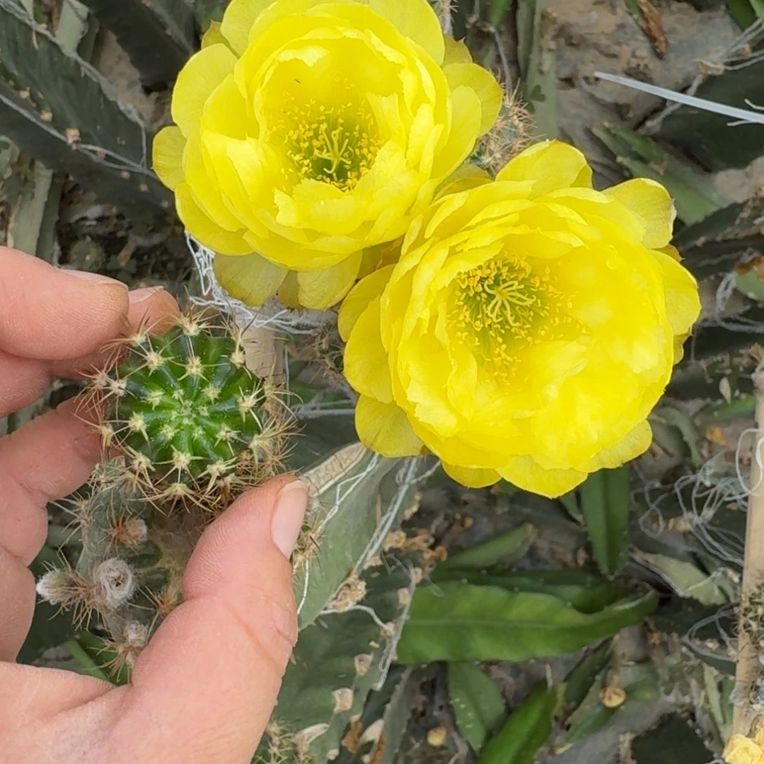 213丽花黄水晶歪无根侧牙2到3公分左右