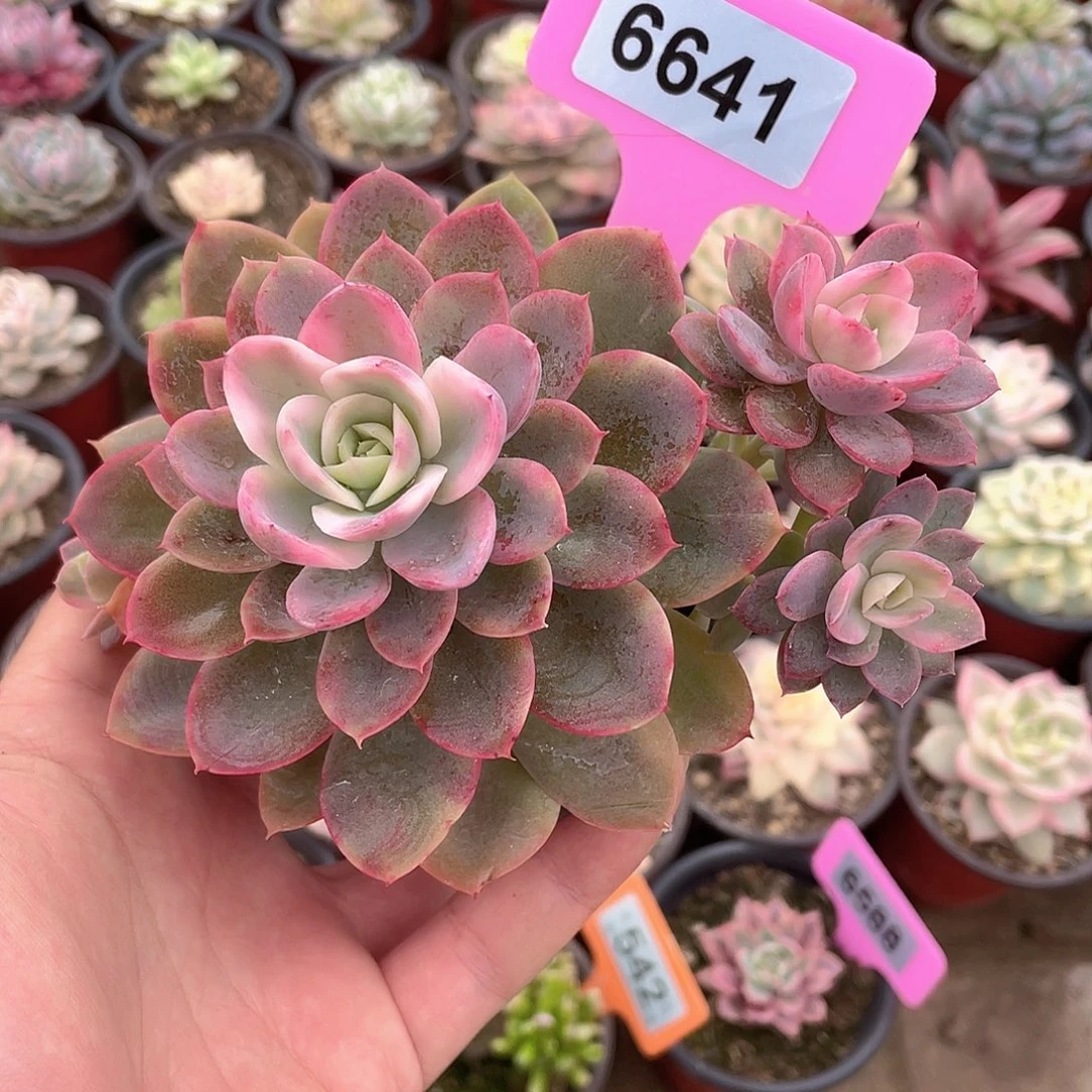 微辣红锦6641号多肉