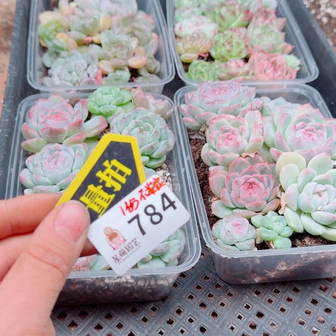 多肉植物多肉植物