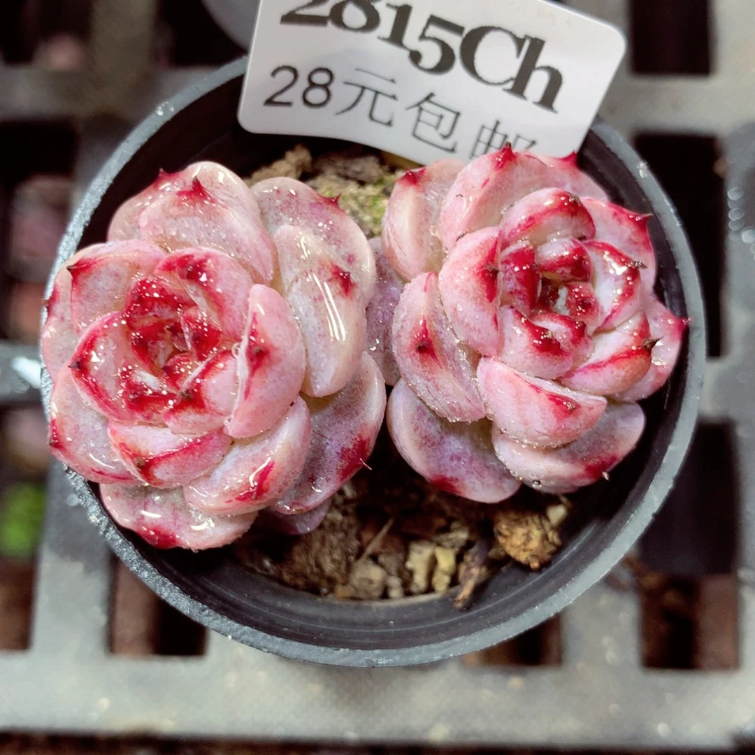 5厘米盆精控多肉2815