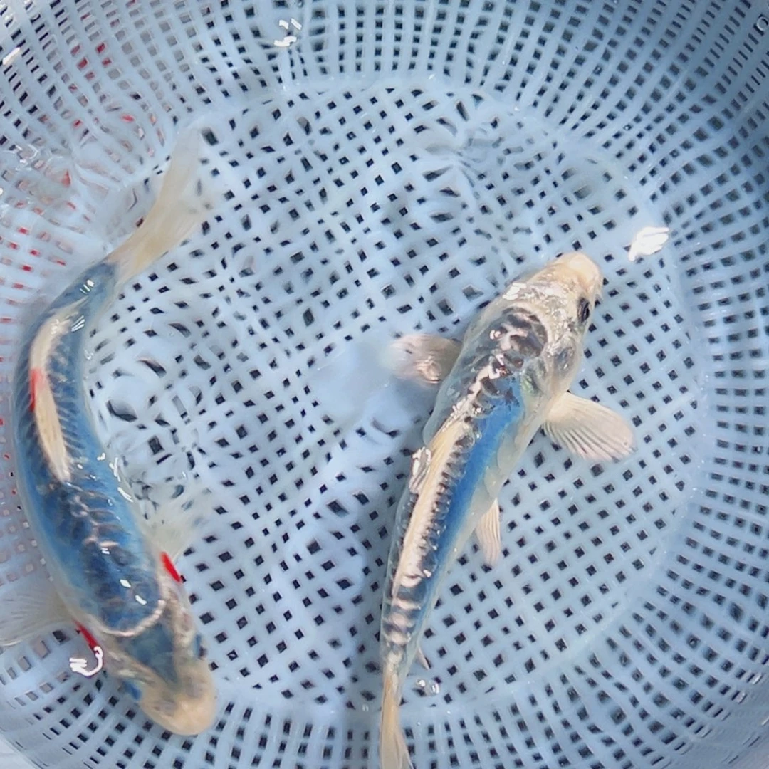 锦鲤锦鲤观赏鱼1111