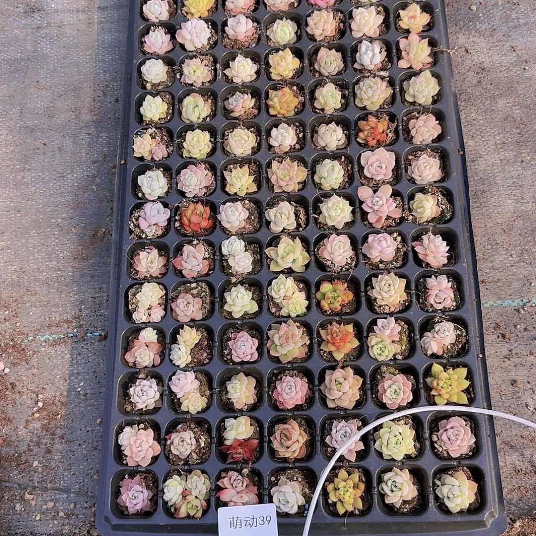 直播一物一拍多肉39