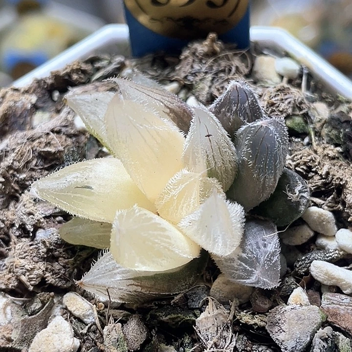 593毛玉露292锦特选福利