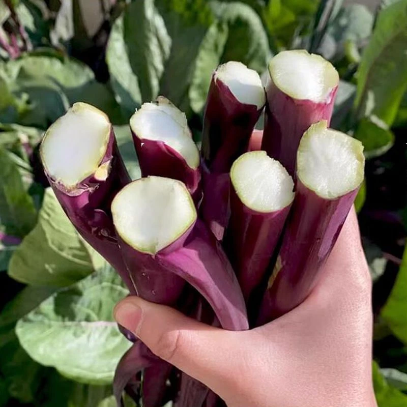 ［红菜苔］湘西农户高山露天种植红菜苔新鲜现摘时令蔬菜