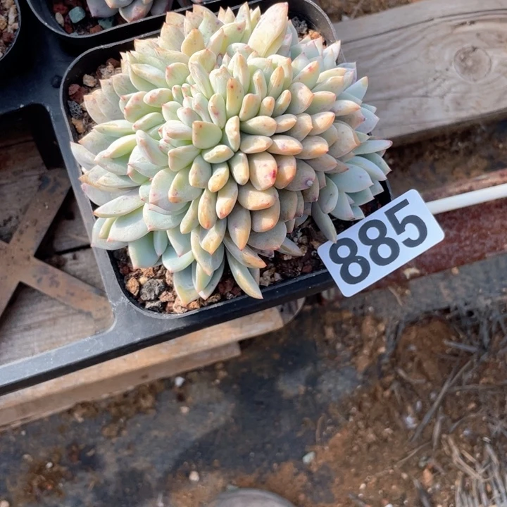 ?***潇多肉植物一物一拍