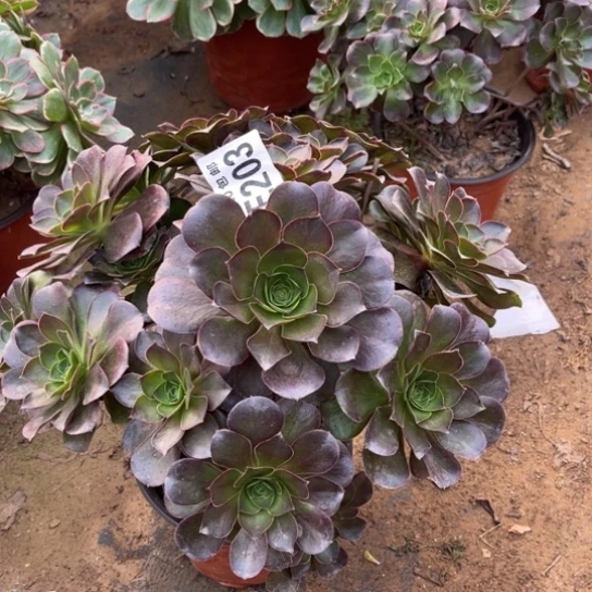 203枚金玫瑰不包断枝