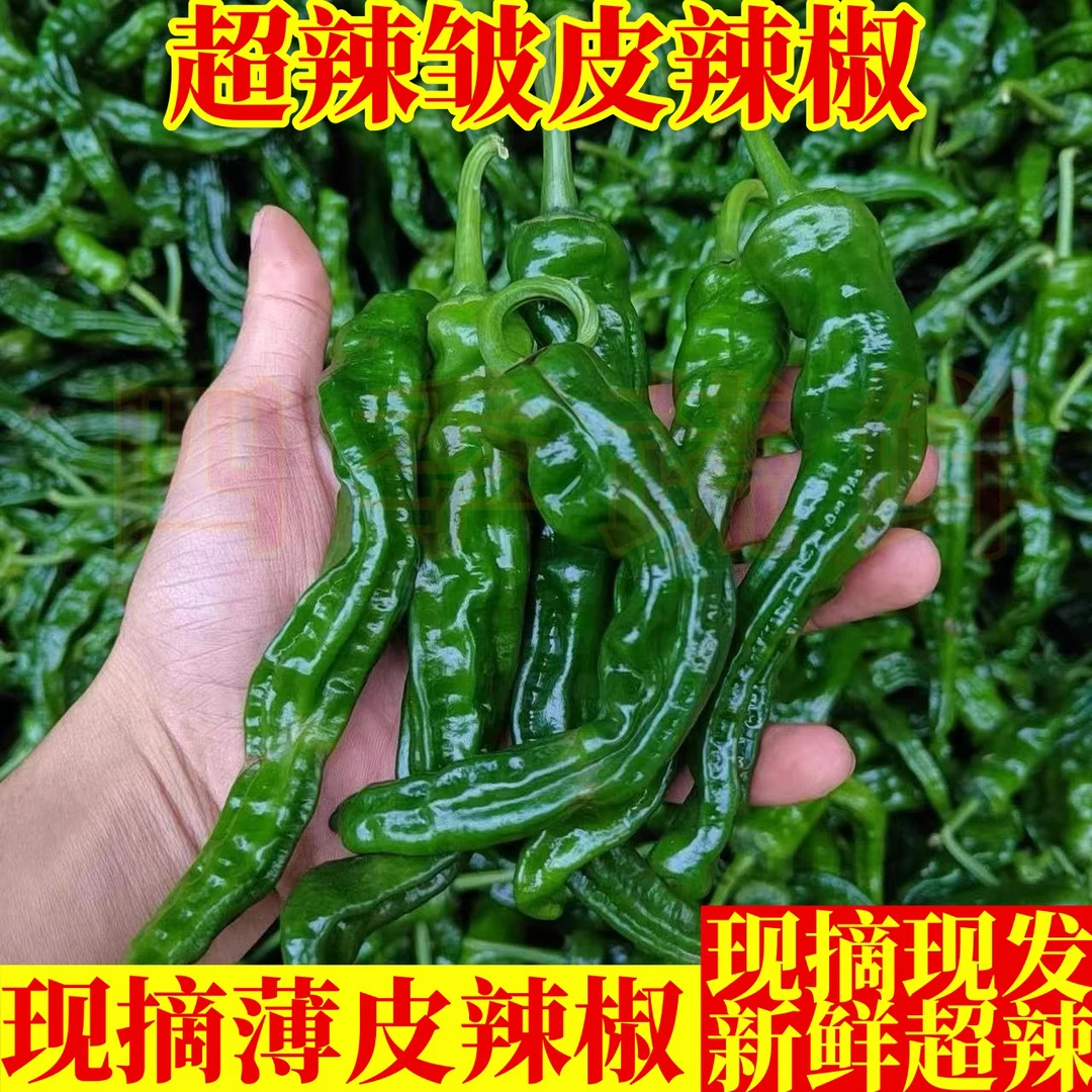 特辣小皱皮辣椒香辣椒薄皮青椒新鲜虎皮青辣椒现超辣螺丝椒摘现发