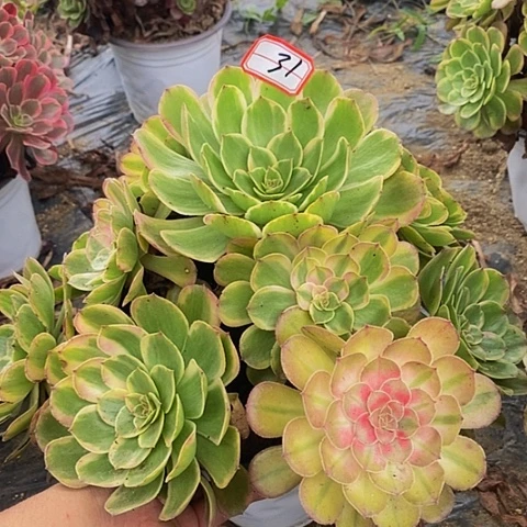 万七彩夏荷老桩捧花31