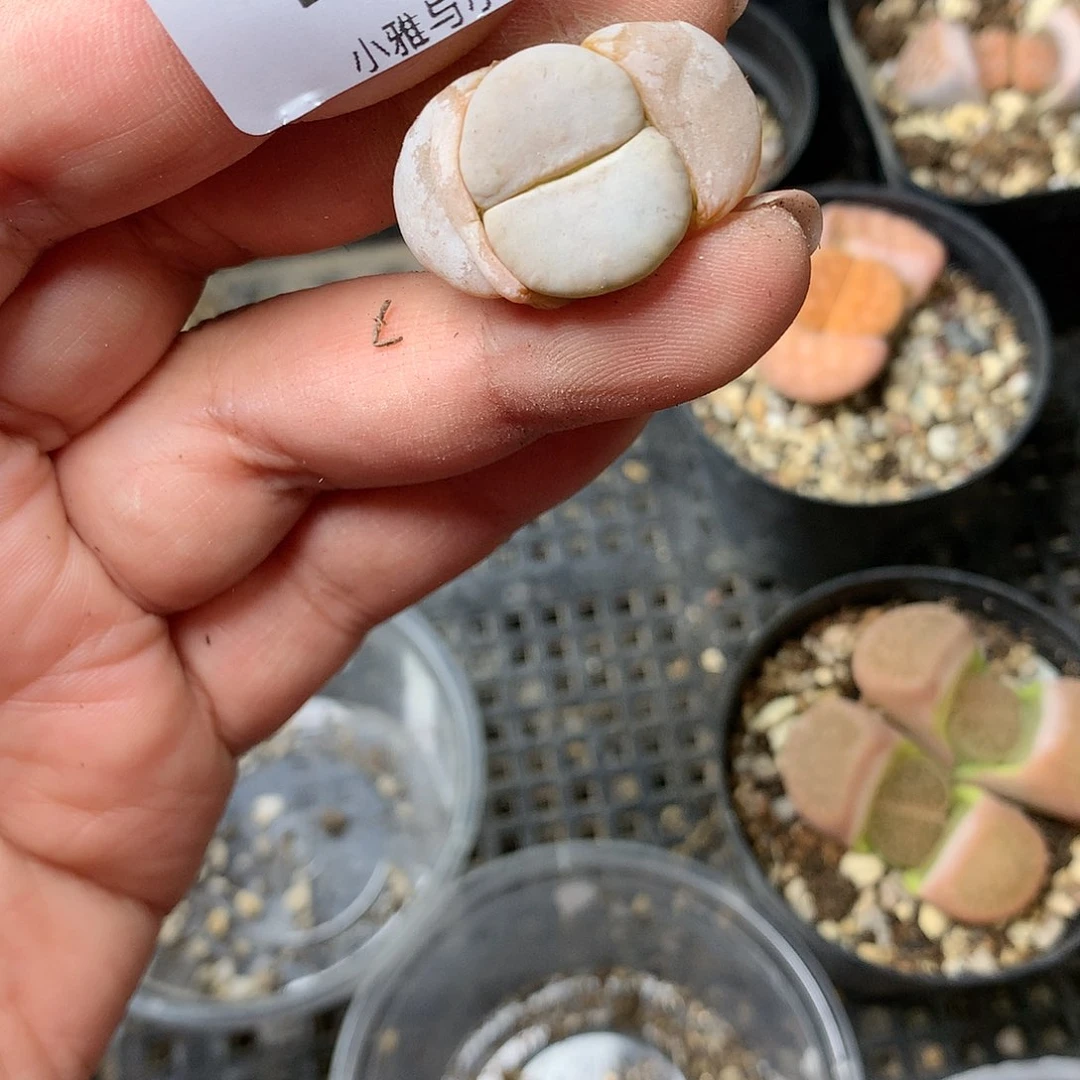 B144多肉植物保护研究所