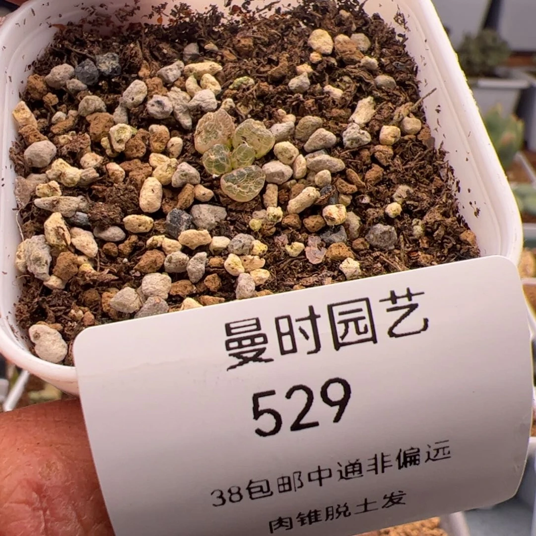 3.8福利多肉植物529