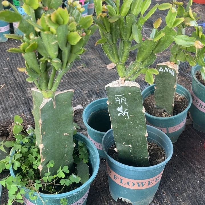 011黄色➕丽斯紫色两颗脱盆