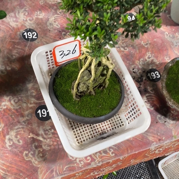 阳***天完全开放退款拉黑一物一拍326