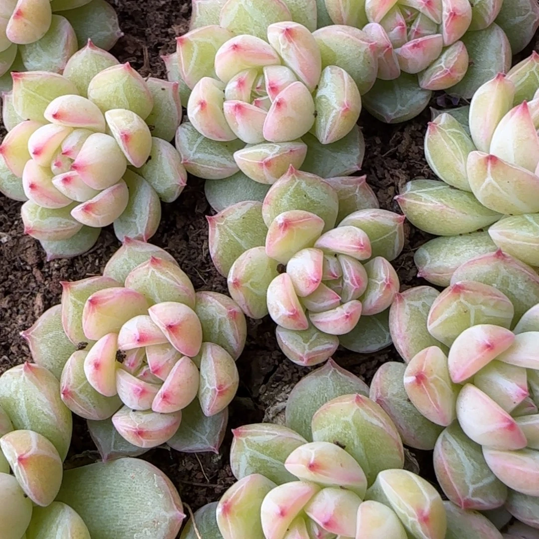 雪花珍妮6颗一组福利