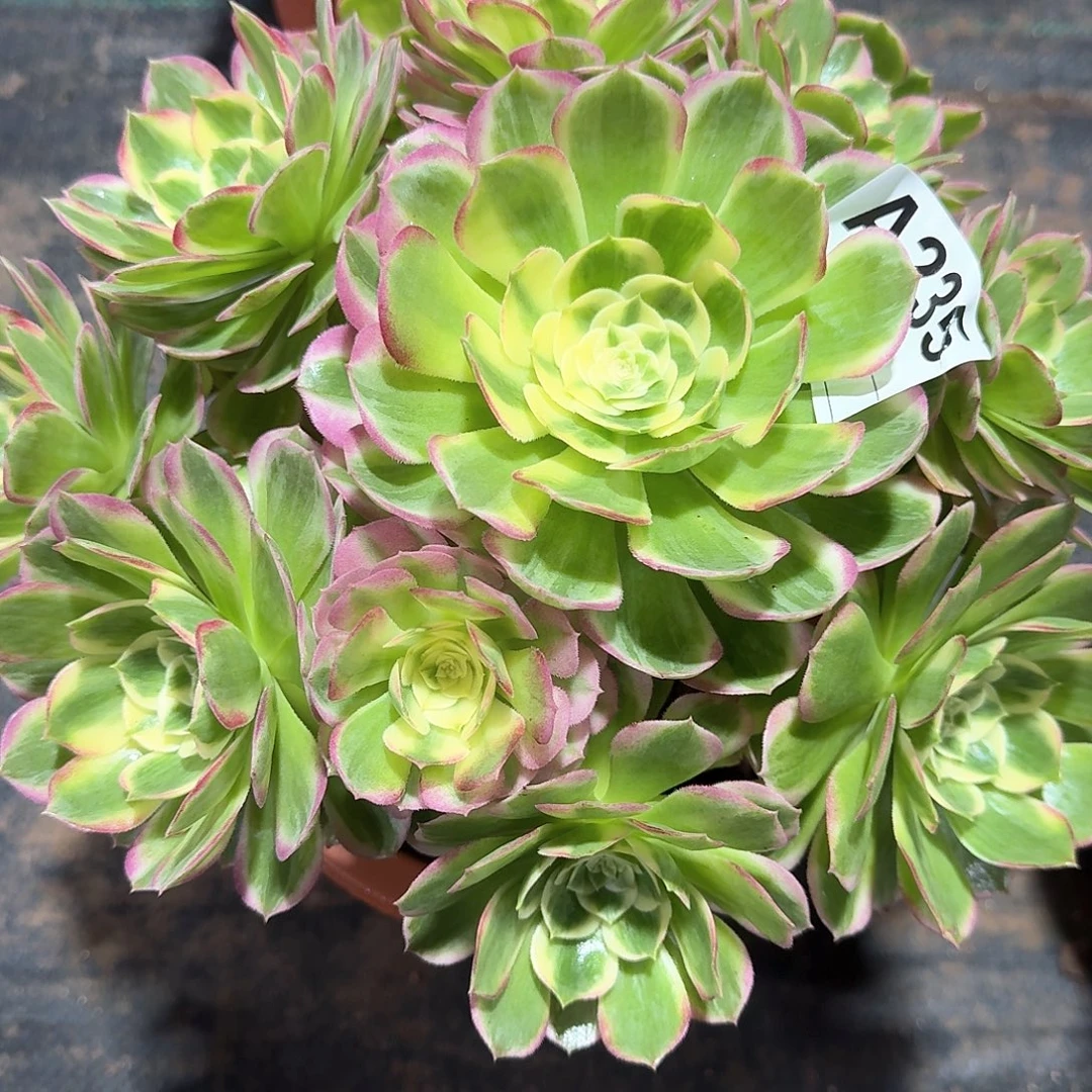 海仙多肉法师aaa235