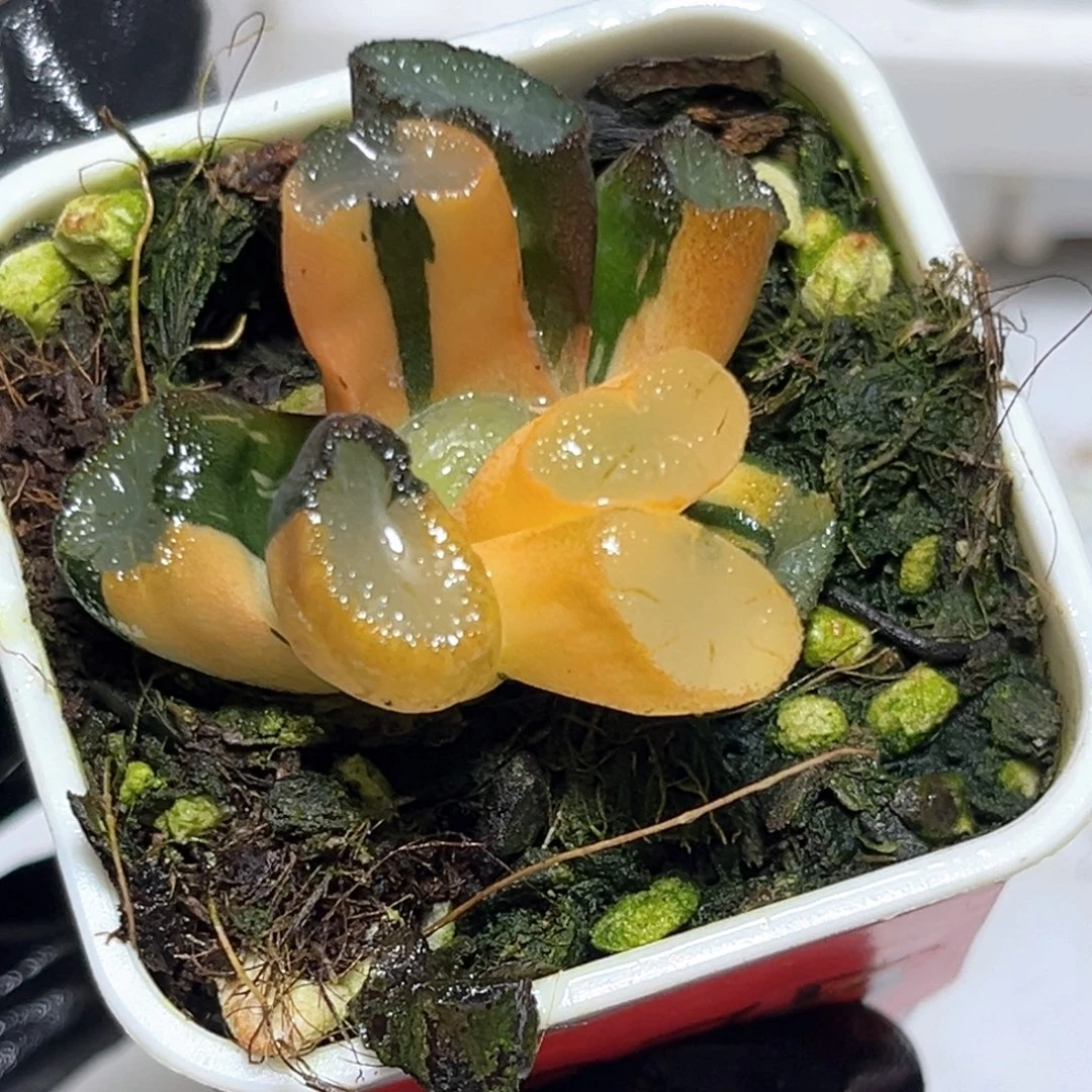 (***可恭喜发财大吉大利0975