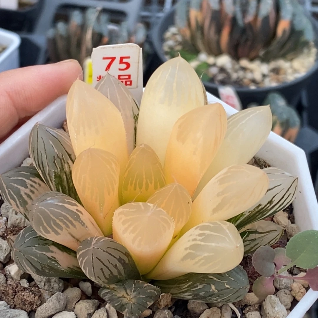 75号胭脂玉露锦多肉