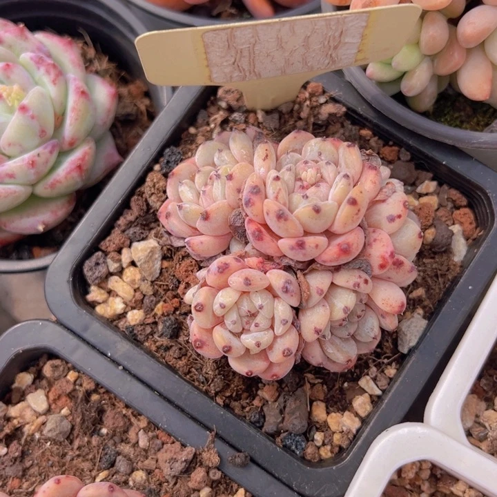 健健康康平平安安