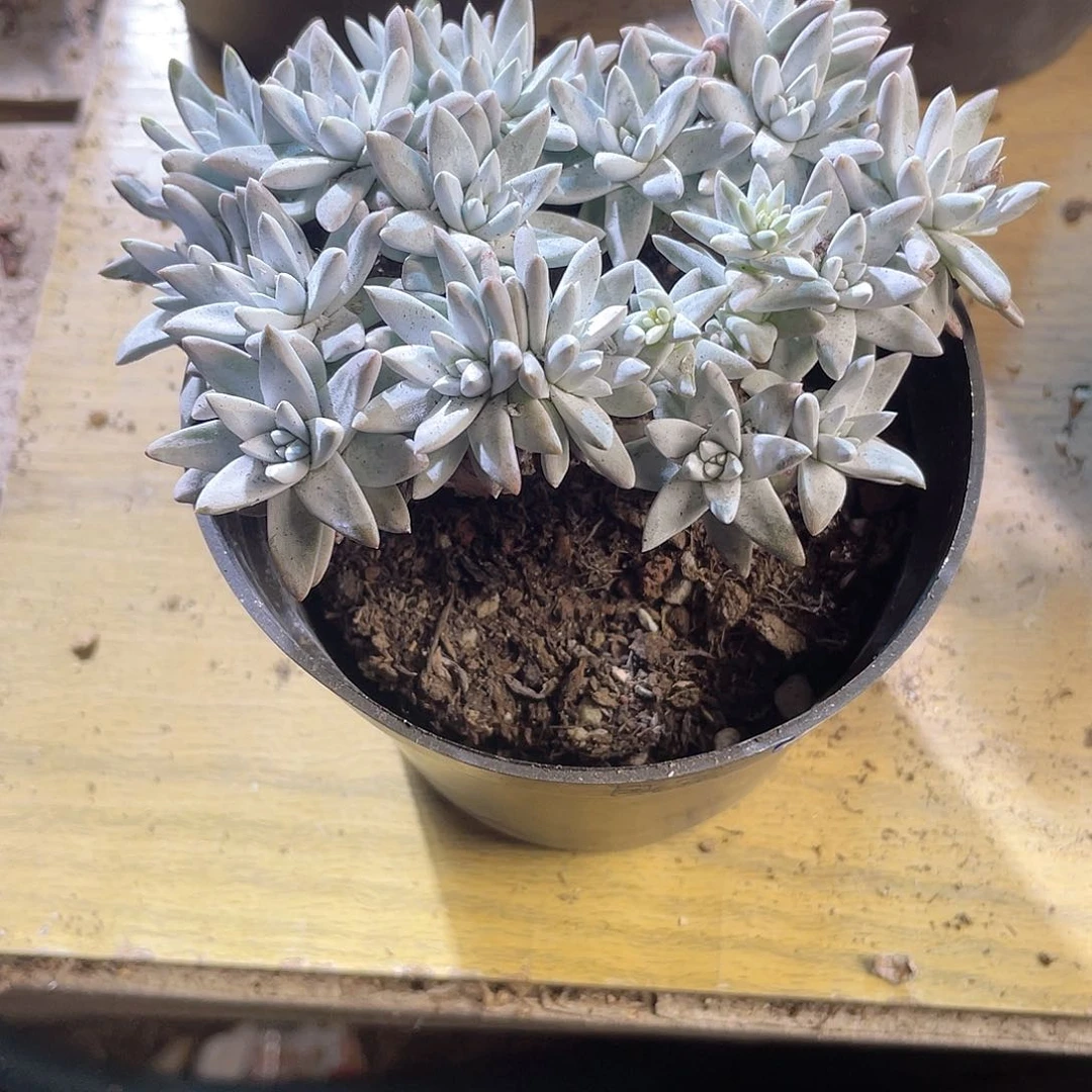 怡****姐2438 白菊 六月六