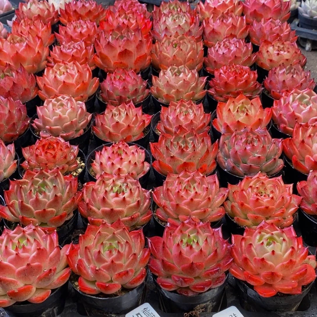 优***猬507多肉植物保护研究所所长