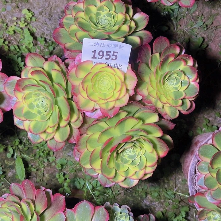 1955奶白多肉植物老桩